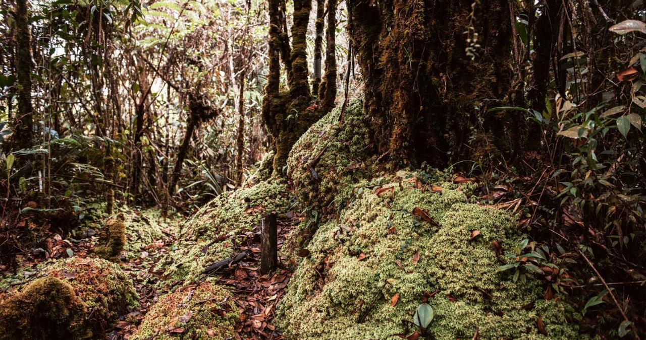 Hotel Guatape Adrianas Bambu Dış mekan fotoğraf